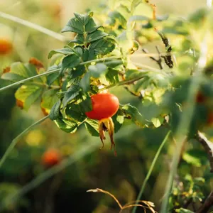 Hvidbjerg Strand Camping Resort Natur Hyben