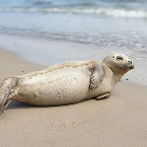 Hvidbjerg Strand Camping Resort Natur Skallingen Sael