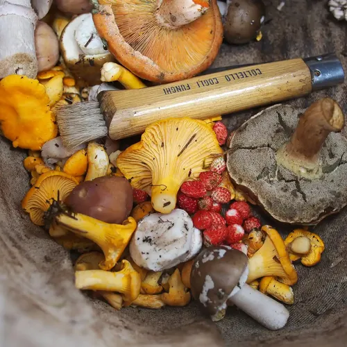 Hvidbjerg Strand Camping Resort Svampetur Samling