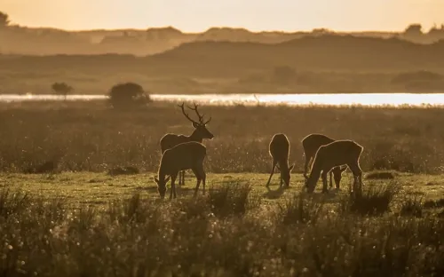 Hvidbjerg Strand Camping Resort Natur Raavildt