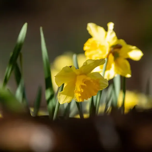 Hvidbjerg Strand Camping Resort Paaske