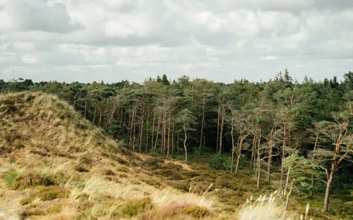 Hvidbjerg Strand Camping Resort Natur Klitter Skov